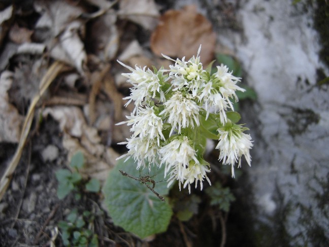 Fiori primaverili